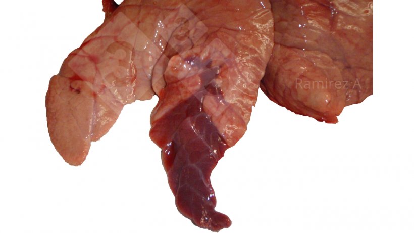 Figure 1. Picture demonstrating the classical cranial ventral consolidation associated with&nbsp;Mycoplasma hyopneumoniae&nbsp;(not diagnostic) and many different bacterial infections as well as some influenza A virus infections.
